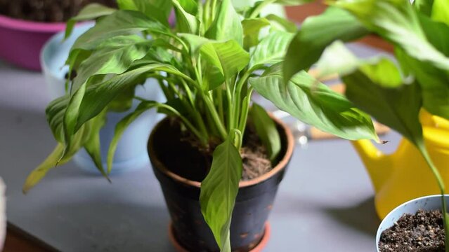 Repotting spathiphyllum or peace lily into a bigger pot with fresh soil. Spring replanting and caring for houseplants 