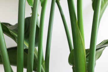 Fototapeta premium Magnificent green erect stems and leaves of a Strelitzia nicolai (Giant White Bird of Paradise or Wild Banana) plant