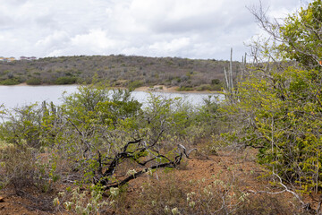 View from the forested and overgrown hills to the Jan Thiel Salt Flats on the Caribbean island Curacao