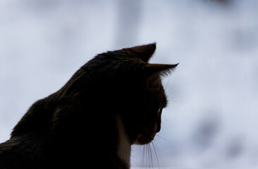 Cat silhouette from side with ears up looking forward
