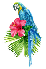 Blue macaw parrot, tropical leaves, hibiscus. Isolated on white background.Watercolor floral exotic illustration