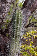 Green cactus with big spikes at the Jan Thiel Salt Flats on the Caribbean island Curacao