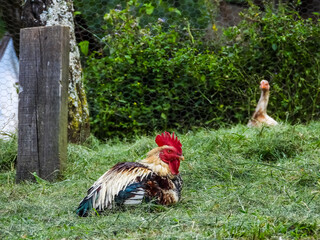 Colorful rooster and goose on the grass. Rural scene