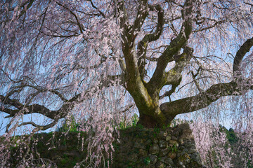 又兵衛桜