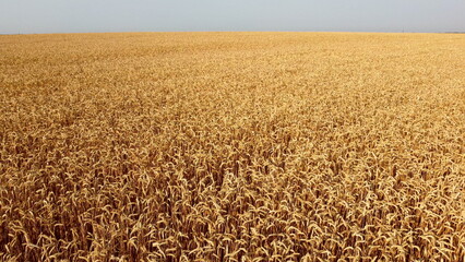 Fototapeta premium Wheat field. Aerial drone view. Wheat ears close-up on sunny day. Yellow golden spikes with grains of wheat in field. Textured agricultural farming background. Grains of wheat in ears ripen in sun