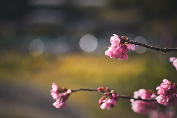 桜