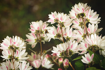 Multicolored floral natural background.