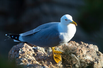 Gaviota patiamarilla​ (Larus michahellis) en un acantilado frente al Mar Mediterráneo