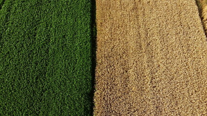 Aerial drone view over border between yellow wheat field and green agricultural field. Top view two halves of fields. Rural landscape scenery country. Agricultural natural background. Crop fields