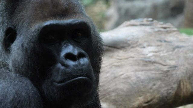 Close-up shot of Western lowland gorilla looking at the camera