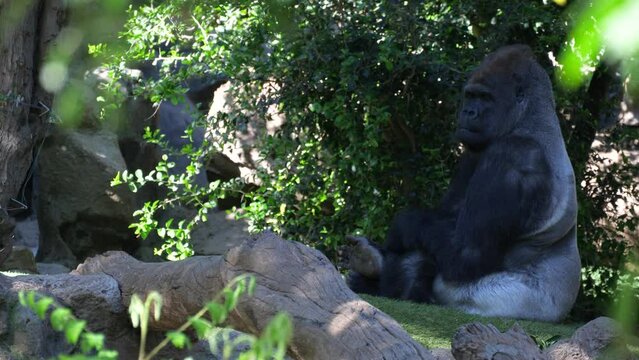 Western lowland gorilla sitting on the ground