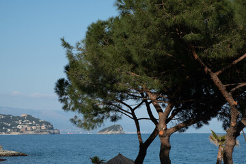 the Mediterranean maquis, the typical maritime vegetation of the coasts facing the Mediterranean Sea. in this case we are talking about the Italian coasts of Liguria