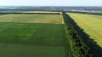 Landscape green agricultural fields sown with different agricultural crops. Aerial drone view....