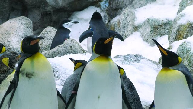 Different penguin species in one shot - King, Gentoo and Chinstrap penguins