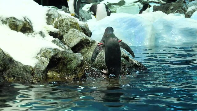 Chinstrap penguin jumps out of the water