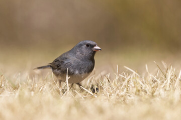 Dark-eyed Junco in a field. Captured in Richmond Hill, Ontario, Canada.