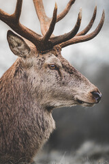 Thoughtful Deer