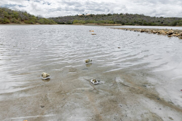Accumulation of salt at the shores of the Jan Thiel salt flats on the Caribbean island Curacao