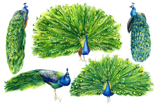 Set of peacock birds, isolated white background, watercolor illustration