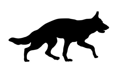 Running german shepherd dog puppy. Black dog silhouette. Pet animals. Isolated on a white background.