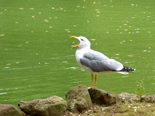 Möwe