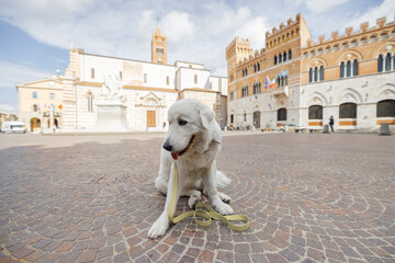 Adorable Maremmano abruzzese sheepdog on the central square of Grosseto town in Maremma region of...