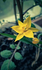 yellow lily