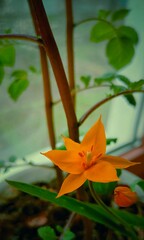 butterfly in the water