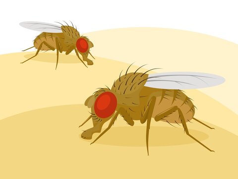 Vector illustration, fruit fly or vinegar fly (Drosophila melanogaster).