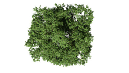 Fototapeta premium 3D Top view Green Trees Isolated on white background , Use for visualization in architectural design