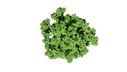Naklejka premium 3D Top view Green Trees Isolated on white background , Use for visualization in architectural design