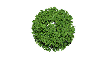 3D Top view Green Trees Isolated on white background , Use for visualization in architectural design