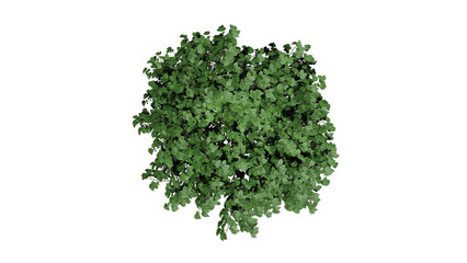 3D Top view Green Trees Isolated on white background , Use for visualization in architectural design