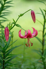 Lilium martagon
