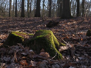 A tree stamp in a forest of Szczecin Poland