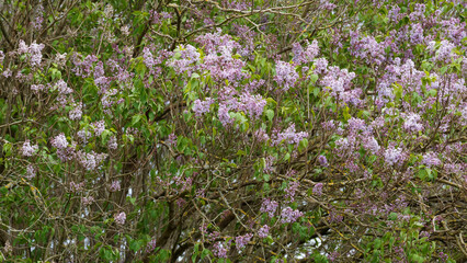 Syringa vulgaris or common lilac with grey-brown bark furrowed of old chipped branches and smooth stems covered of flower's thyrsus, mauve and lilac between light green oval to cordate leaves