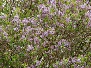 Syringa vulgaris or common lilac with grey-brown bark furrowed of old chipped branches and smooth...