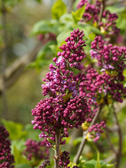 Close up on lilac flowers (Syringa vulgaris) with white to mauve and purple tubular corollas arranged in dense, terminal panicles on smooth branches