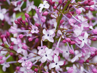 Close up on lilac flowers (Syringa vulgaris) with white to mauve and purple tubular corollas arranged in dense, terminal panicles on smooth branches