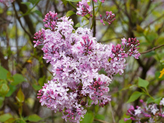 Syringa vulgaris | Spring flowering of Common lilac or Syringa vulgaris with Inflorescences in a fusiform racemes on smooth branches