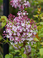 Syringa vulgaris | Spring flowering of Common lilac or Syringa vulgaris with Inflorescences in a fusiform racemes on smooth branches