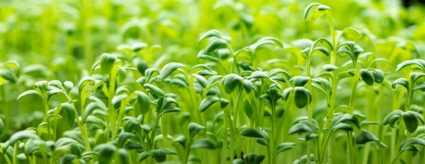 Fresh Watercress salad macro view banner. Growing sprouts of watercress salad.Micro greens Healthy food. Vegan food - obrazy, fototapety, plakaty