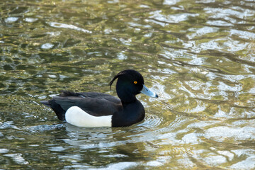 the tufted duck a medium sized diving duck	