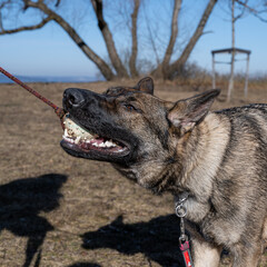 A young happy German Shepherd plays tug with a ball. Sable colored working line breed