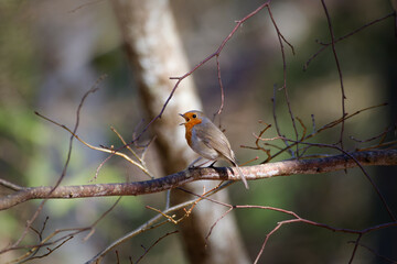 The European robin (Erithacus rubecula)