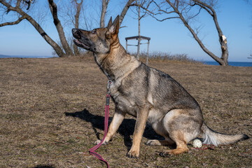 A young happy German Shepherd plays tug with a ball. Sable colored working line breed