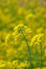 Closeup of a beautiful Mustard flower