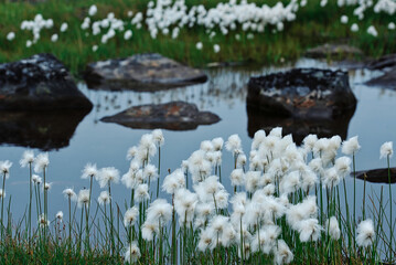 Fototapeta na wymiar Newfoundland cotonhedge blossoms in a water bog