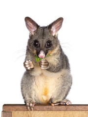 Brushtail Possum aka Trichosurus vulpecula, sitting side ways on wooden box. Looking  side ways away from camera. Paws and nails on edge of circle. Tail hanging down. Isolated on a white background.