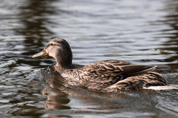 Female Mallard Duck (Anas platyrhynchos) on the water